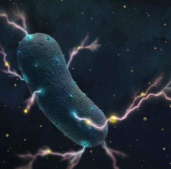 科学家第一次发现我们的肠道细菌也有发电能力